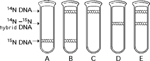   Figure 13.1 -A space probe returns with a culture of a microorganism found on a distant planet. Analysis shows that it is a carbon-based life-form that has DNA. You grow the cells in 15N medium for several generations and then transfer them to 14N medium. Which pattern in Figure 13.1 would you expect after one round of DNA replication if the DNA was replicated in a conservative manner? A)  A B)  B C)  C D)  D E)  E