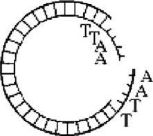 <strong> Figure 13.1 Figure 13.3 Which enzyme was used to produce the molecule in Figure 13.3?</strong> A) ligase B) a restriction enzyme C) RNA polymerase D) DNA polymerase