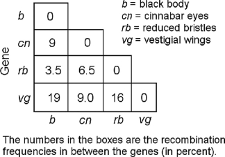   Figure 12.2 In a series of mapping experiments, the recombination frequencies for four different linked genes of Drosophila were determined as shown in Figure 12.2. What is the order of these genes on a chromosome map? A)  rb-cn-vg-b B)  vg-b-rb-cn C)  cn-rb-b-vg D)  b-rb-cn-vg E)  vg-cn-b-rb