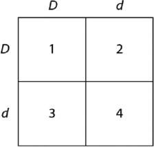 Please use the following information to answer the question(s)  below. In a particular plant, leaf color is controlled by gene locus D. Plants with at least one D allele have dark green leaves, and plants with the homozygous recessive dd genotype have light green leaves. A true-breeding dark-leaved plant is crossed with a light-leaved one, and the F1 offspring is allowed to self-pollinate. The predicted outcome of the F2 is diagrammed in the Punnett square shown in Figure 11.1, where 1, 2, 3, and 4 represent the genotypes corresponding to each box within the square.   Figure 11.1 -Which of the boxes marked 1-4 correspond(s)  to plants with dark leaves? A)  1 only B)  1 and 2 C)  2 and 3 D)  4 only E)  1, 2, and 3
