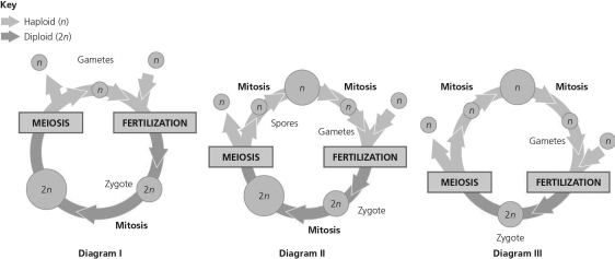   Figure 10.1 -In a life cycle such as that shown in part III of Figure 10.1, if the zygote's chromosome number is 10, which of the following will be true? A)  The sporophyte's chromosome number per cell is 10 and the gametophyte's is 5. B)  The sporophyte's chromosome number per cell is 5 and the gametophyte's is 10. C)  The sporophyte and gametophyte each have 10 chromosomes per cell. D)  The sporophyte and gametophyte each have 5 chromosomes per cell.