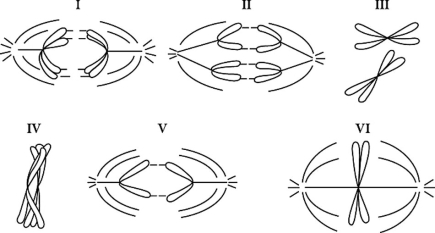 <strong>  Figure 10.2 Refer to the drawings in Figure 10.2 of a single pair of homologous chromosomes as they might appear during various stages of either mitosis or meiosis. Which diagram(s) represent(s) anaphase II of meiosis?</strong> A) II only B) III only C) V only D) either II or V <div style=padding-top: 35px> 