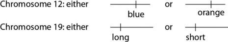 <strong>  Figure 10.4 A certain (hypothetical) organism is diploid, has either blue or orange wings as the consequence of one of its genes on chromosome 12, and has either long or short antennae as the result of a second gene on chromosome 19, as shown in Figure 10.4. If a female of this species has one chromosome 12 with a blue gene and another chromosome 12 with an orange gene, and has both number 19 chromosomes with short genes, she will produce which of the following egg types?</strong> A) only blue short gene eggs B) only orange short gene eggs C) one-half blue short and one-half orange short gene eggs D) three-fourths blue short and one-fourth orange short gene eggs <div style=padding-top: 35px> 