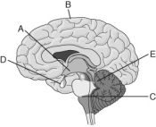   - Control of respiration and circulation are associated with the ________. A)  A B)  B C)  C D)  E 