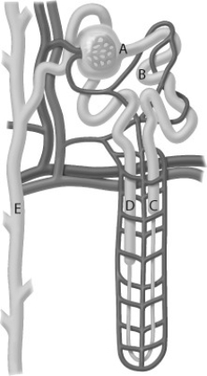   -The structure labelled ________ can be influenced by hormones to change the concentration of the urine. A)  B B)  C C)  D D)  E 