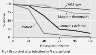 Mutant fruit flies that make only one antimicrobial peptide were tested for survival after infection with Neurospora crassa fungi or with Micrococcus luteus bacteria.     The results shown in the graphs support the hypothesis that ________. A)  adding the defensin gene to such mutants protects them from death by bacterial infection B)  adding the drosomycin gene to such mutants protects them from death by bacterial infection C)  wild-type flies with the full set of genes for antimicrobial peptides are highly susceptible to both fungal and bacterial pathogens D)  the presence of any single antimicrobial peptide protects against both fungal and bacterial pathogens 