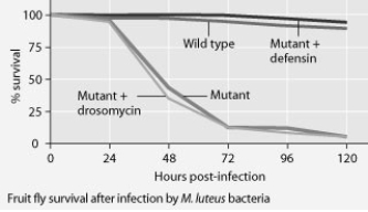 Mutant fruit flies that make only one antimicrobial peptide were tested for survival after infection with Neurospora crassa fungi or with Micrococcus luteus bacteria.     The results shown in the graphs support the hypothesis that ________. A)  adding the defensin gene to such mutants protects them from death by bacterial infection B)  adding the drosomycin gene to such mutants protects them from death by bacterial infection C)  wild-type flies with the full set of genes for antimicrobial peptides are highly susceptible to both fungal and bacterial pathogens D)  the presence of any single antimicrobial peptide protects against both fungal and bacterial pathogens 