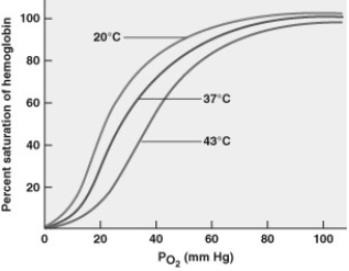 Based on the graph, which of the following statements is correct?   A)  The greatest delivery of oxygen from the blood to the surrounding tissues occurs at 37C. B)  Increasing blood pH results in more oxygen unloading in tissues. C)  Colder blood temperature results in greater dissociation of oxygen and haemoglobin. D)  Haemoglobin has a lower affinity for oxygen under high temperature conditions.