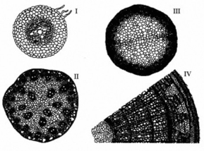 The following question is based on the drawings of root or stem cross-sections shown in the figure.   -Refer to the figure. A plant that is at least three years old is represented by ________. A)  I only B)  II only C)  III only D)  IV only