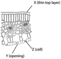 <strong>The following diagram is of a cross-section of a plant leaf. Use the diagram to answer the question.   The main function associated with structure Y is ________.</strong> A) absorption of carbon dioxide B) retention of water C) collection of light D) release of carbon dioxide <div style=padding-top: 35px> 