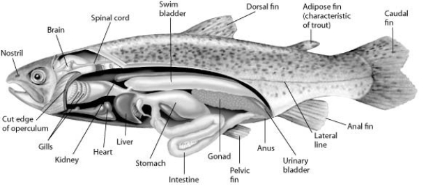   Fishes that have swim bladders can regulate their density and, thus, their buoyancy. There are two types of swim bladder: physostomous and physoclistous. The ancestral version is the physostomous version, in which the swim bladder is connected to the oesophagus via a short tube (see the figure) . The fish fills this version by swimming to the surface, taking gulps of air, and directing them into the swim bladder. Air is removed from this version by  belching . The physoclistous version is more derived and has lost its connection to the oesophagus. Instead, gas enters and leaves the swim bladder via special circulatory mechanisms within the wall of the swim bladder. -The presence of a swim bladder allows the typical ray-finned fish to stop swimming and still ________. A)  effectively circulate its blood B)  use its lateral line system C)  use its swim bladder as a respiratory organ D)  not sink 