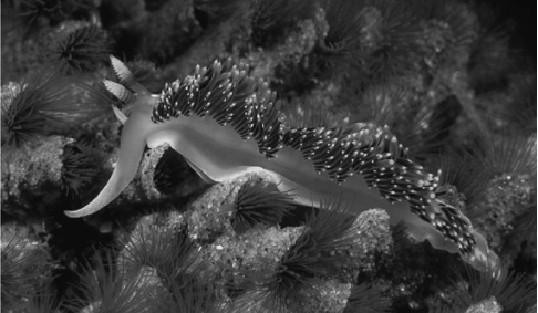 The nontaxonomic term sea slug encompasses a wide variety of marine gastropods. One feature they share as adults is the lack of a shell. One might think, therefore, that they represent defenceless morsels for predators. In fact, sea slugs have multiple defences. Some sea slugs prey on sponges and concentrate sponge toxins in their tissues. Others feed on cnidarians, digesting everything except the nematocysts, which they then transfer to their own skins. Whereas the most brightly coloured sea slugs are often highly toxic, others are nontoxic and mimic the colouration of the toxic species. Their colours are mostly derived from pigments in their prey. There are also sea slugs that use their colouration to blend into their environments. This nudibranch, a type of sea slug, has many reddish cerata on its dorsal surface, as well as two white-tipped rhinophores located on the head.   -Which structure do sea slugs use to feed on their prey? A)  nematocysts B)  an incurrent siphon C)  a radula D)  a mantle cavity 