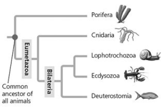   In the figure, which two main clades branch from the most recent common ancestor of the eumetazoans? A)  Porifera and Cnidaria B)  Lophotrochozoa and Ecdysozoa C)  Cnidaria and Bilateria D)  Deuterostomia and Bilateria