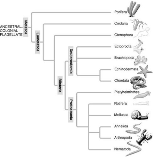  A: Morphological phylogeny.   B: Molecular phylogeny.   In the traditional phylogeny (A) , the phylum Platyhelminthes is depicted as a sister taxon to the rest of the protostome phyla and as having diverged earlier from the lineage that led to the rest of the protostomes. In the molecular phylogeny (B) , Platyhelminthes is depicted as a Lophotrochozoan phylum. What probably led to this change? A)  Platyhelminthes ceased to be recognised as true protostomes. B)  The removal of the acoel flatworms (Acoela)  from the Platyhelminthes allowed the remaining flatworms to be a monophyletic clade clearly tied to the Lophotrochozoa. C)  All Platyhelminthes must have a well-developed lophophore as their feeding apparatus. D)  Platyhelminthes' close genetic ties to the arthropods became clear as their Hox gene sequences were studied. 
