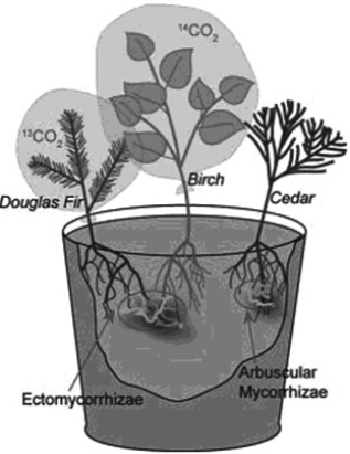 Suzanne Simard and colleagues knew that the same mycorrhizal fungal species could colonise multiple types of trees. They wondered if the same fungal individual would colonise different trees, forming an underground network that potentially could transport carbon and nutrients from one tree to another (S. Simard et al. 1997. Net transfer of carbon between mycorrhizal tree species in the field. Nature 388:579-82) . Pots containing seedlings of three different tree species were set up and grown under natural conditions for three years (Fig.A) . Two of the three species (Douglas fir, birch)  could form ectomycorrhizal connections with the same fungal species, but the third species (cedar)  could not form an ectomycorrhizal connection with the fungal species. In some of the pots, the researchers placed airtight bags over the Douglas fir and birch seedlings and injected carbon dioxide made from carbon-13 into the bags with the Douglas fir and carbon dioxide made from carbon-14 into the bags with the birch. (13C and 14C are different isotopes of carbon that can be detected and measured by researchers.)  As the seedlings photosynthesised, the carbon dioxide was converted into sugars that could be tracked and measured by the researchers. The researchers measured whether the sugars in each plant contained only the carbon isotope that was in the air of their plastic bag or also the carbon isotope from the air around the other plant.   Figure A -Based on the idea that fungi have pores between their cell walls that allow cytoplasm to move from one end of the mycelium to the other, which of the following hypotheses is the most plausible? A)  If a single mycorrhizal fungus formed symbiotic associations with more than one tree, carbon could travel from one plant to another. B)  Parasitic fungi steal nutrients from their hosts. C)  Predatory fungi capture their prey by encircling them with hyphae, and the flowing of the cytoplasm through the pores helps the hyphae to move around the prey. D)  Fungi function as part of the global carbon cycle, not only by converting carbon from one form to another, but by physically moving it from one location to another. 