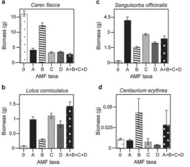 There is much discussion in the media about protecting biodiversity. But does biodiversity really matter? Canadian and Swiss researchers wanted to know if the diversity of arbuscular mycorrhizal fungi (AMF)  was important to the productivity of grasslands (M.G.A. van der Heijden, J. N. Klironomos, M. Ursic, P. Moutoglis, R. Streitwolf-Engel, T. Boler, A. Wiemken, and I. R. Sanders. 1998. Mycorrhizal fungal diversity determines plant biodiversity, ecosystem variability, and productivity. Nature 396:69-72) . Specifically, they wanted to know if it mattered which specific AMF species were present, or just that some type of AMF was present. They grew various plants in combination with one of four AMF species (A, B, C, and D) , no AMF species (O) , or all four AMF species together (A + B + C + D) ; and they measured plant growth under each set of conditions. All plant species were grown in each plot, so they always competed with each other, with the only difference being which AMF species were present. On the graphs, the x-axis labels indicate the number and identity of AMF species (bar 0 = no fungi; bars A - D = individual AMF species; bar A + B + C + D = all AMF species together) . The y-axis indicates the amount (grams)  of plant biomass for the species shown in italics above each graph.    -Based on the graphs in the figure, which of the following plant species is most likely not to form mycorrhizal associations? A)  Carex flacca (graph a)  B)  Lotus corniculatus (graph b)  C)  Sanguisorba officinalis (graph c)  D)  Centaurium erythrea (graph d)  