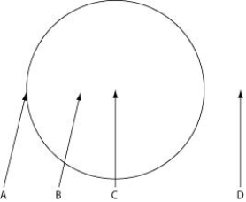 The figure depicts the outline of a large fairy ring that has appeared overnight in an open paddock, as viewed from above. The fairy ring represents the furthest advance of this mycelium through the soil. Locations A-D are all 0.5 metres below the soil surface.   Assume that all four locations are 0.5 metres above the surface. On a breezy day with prevailing winds blowing from left to right, where should one expect to find the highest concentration of free basidiospores in an air sample? A)  A B)  B C)  C D)  D 