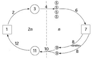 <strong>The following question refers to the generalised life cycle for land plants shown in the figure. Each number within a circle or square represents a specific plant or plant part, and each number over an arrow represents meiosis, mitosis, or fertilisation.   In the figure, which number represents an embryo?</strong> A) 1 B) 3 C) 7 D) 11 <div style=padding-top: 35px> 