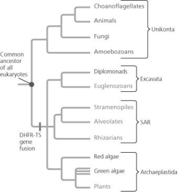    Rare events  can help us understand evolutionary events, as shown in the figure. Which of the following statements explains the logic of this approach? A)  Organisms with the mutation evolved convergently. B)  The mutation provided an adaptive advantage to the organisms that contained it. C)  Because the mutation likely occurred only once, all organisms with the mutation have a common ancestor with the mutation. D)   Reverse evolution  does not occur. 