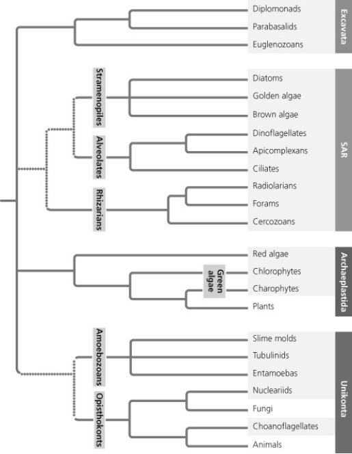   Based on the phylogenetic tree in this figure, which of the following statements is correct? A)  The most recent common ancestor of Excavata is older than that of SAR. B)  The most recent common ancestor of SAR is older than that of Unikonta. C)  The most basal (first to diverge)  eukaryotic supergroup cannot be determined. D)  Excavata is the most basal eukaryotic supergroup.