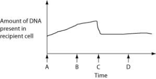 The figure below depicts changes to the amount of DNA present in a recipient cell that is engaged in conjugation with an Hfr cell. Hfr cell DNA begins entering the recipient cell at Time A. Assume that reciprocal crossing over occurs (in other words, a fragment of the recipient's chromosome is exchanged for a homologous fragment from the Hfr cell's DNA) .   - During which two times can the recipient accurately be described as  recombinant  due to the sequence of events portrayed in the figure? A)  during times C and D B)  during times A and C C)  during times A and B D)  during times B and D 