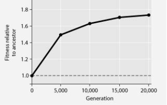<strong>The following question refers to the figure. In this eight-year experiment, 12 populations of E. coli, each begun from a single cell, were grown in low-glucose conditions for 20,000 generations. Each culture was introduced to fresh growth medium every 24 hours. Occasionally, samples were removed from the populations, and their fitness in low-glucose conditions was tested against that of members sampled from the ancestral (common ancestor) E. coli population. Compare the bacteria in the figure above in generation 1 and generation 20,000. The bacteria in generation 1 have a greater ________.</strong> A) efficiency at exporting glucose from the cell to the environment B) ability to survive on simple sugars, other than glucose C) ability to synthesise glucose from amino acid precursors D) reliance on glycolytic enzymes