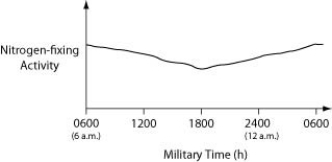 Data were collected from the heterocysts of a nitrogen-fixing cyanobacterium inhabiting equatorial ponds. Study the graph and choose the most likely explanation for the shape of the curve.   A)  Enough oxygen (O₂)  enters heterocysts during hours of peak photosynthesis to have a somewhat inhibitory effect on nitrogen fixation. B)  Atmospheric nitrogen (N₂)  levels increase at night because plants are no longer metabolising this gas, so they are not absorbing this gas through their stomata. C)  Heterocyst walls become less permeable to nitrogen (N₂)  influx during darkness. D)  The amount of fixed nitrogen that is dissolved in the pond water in which the cyanobacteria are growing peaks at the close of the photosynthetic day (1800 hours) .