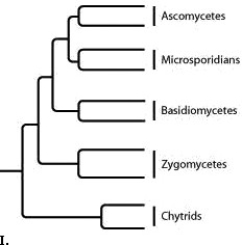         -Which tree depicts the closest relationship between zygomycetes and chytrids? A)  I B)  II C)  III D)  IV