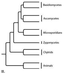        -Which tree depicts the closest relationship between zygomycetes and chytrids? A)  I B)  II C)  III D)  IV