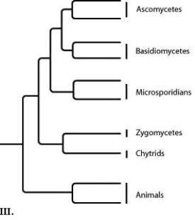         -Which tree depicts the closest relationship between zygomycetes and chytrids? A)  I B)  II C)  III D)  IV