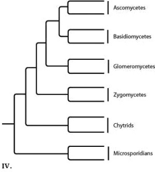         -Which tree depicts the closest relationship between zygomycetes and chytrids? A)  I B)  II C)  III D)  IV