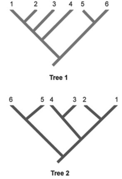   In the phylogenetic trees, numbers represent species, and the same species are shown in both trees. Which two species are represented as sister species in Tree 2 but are not shown as sister species in Tree 1? A)  1 and 2 B)  2 and 3 C)  3 and 4 D)  4 and 5