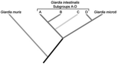 Giardia intestinalis can cause disease in several different mammalian species, including humans. Giardia organisms (G. intestinalis)  that infect humans are similar morphologically to those that infect other mammals, thus they have been considered a single species. However, G. intestinalis has been divided into different subgroups based on their host and a few other characteristics. In 1999, a DNA sequence comparison study tested the hypothesis that these subgroups actually constitute different species. The following phylogenetic tree was constructed from the sequence comparison of rRNA from several subgroups of G. intestinalis and a few other morphologically distinct species of Giardia. The researchers concluded that the subgroups of Giardia are sufficiently different from one another genetically that they could be considered different species. (T. Monis, et al. 1999. Molecular systematics of the parasitic protozoan Giardia intestinalis. Mol. Biol. Evol. 16[9]:1135-44.)    - According to the phylogenetic tree in the figure above, G. intestinalis constitutes a ________ group. A)  analytic B)  monophyletic C)  polyphyletic D)  paraphyletic 