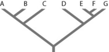   Refer to the figure. Which of the following forms a monophyletic group? A)  A, B, C, D B)  C and D C)  D, E, and F D)  E, F, and G 