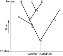   - If the figure above is an accurate depiction of relatedness, then which of the following should be an accurate statement? A)  The entire tree is based on minimum parsimony. B)  If all species depicted here make up a taxon, this taxon is paraphyletic. C)  The last common ancestor of species B and C occurred more recently than the last common ancestor of species D and E. D)  Species A is the direct ancestor of both species B and species C. 