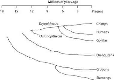   Humans, chimpanzees, gorillas, and orangutans are members of a clade called the  great apes , which shared a common ancestor about 15 million years ago. Gibbons and siamangs comprise a clade called the  lesser apes . Tree-branch lengths indicate elapsed time. Assuming chimps and gorillas are humans' closest relatives, removing humans from the great ape clade and placing them in a different clade has the effect of making the phylogenetic tree of the great apes ________. A)  polyphyletic B)  paraphyletic C)  monophyletic D)  into a new order 