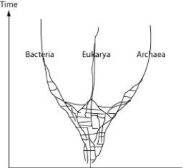 The following question refers to this phylogenetic tree, depicting the origins of life and the three domains. Horizontal lines indicate instances of gene or genome transfer.   A possible phylogenetic tree for the three domains of life. -If the early history of life on Earth is accurately depicted by the figure, then which statement is most in agreement with the hypothesis proposed by this tree? A)  The last universal common ancestor of all extant species is one individual species. B)  The origin of the three domains appears as a polytomy. C)  Archaean genomes should not contain genes that originated in bacteria, and vice versa. D)  Eukaryotes are more closely related to archaeans than to bacteria.