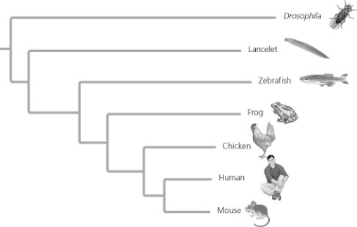   The relative lengths of the frog and mouse branches in the phylogenetic tree above indicate that A)  frogs evolved before mice. B)  mice evolved before frogs. C)  the homologue has evolved more rapidly in mice. D)  the homologue has evolved more slowly in mice.