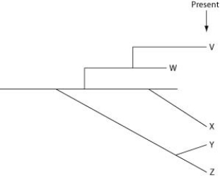 The question refers to the following evolutionary tree, in which the horizontal axis represents time (present time is on the far right) , and the vertical axis represents morphological change.   Which conclusion can be drawn from this evolutionary tree? A)  A single clade (that is, a group of species that share a common ancestor)  can include species that formed by gradualism and other species that formed by punctuated equilibrium. B)  A single clade (that is, a group of species that share a common ancestor)  will either include species that formed by gradualism or species that formed by punctuated equilibrium. C)  Assuming that the tip of each line represents a species, there are five extant (that is, not extinct)  species resulting from the earliest common ancestor. D)  Species X and Z best represent species that evolved by punctuated equilibrium.