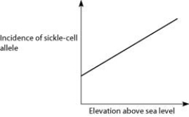 <strong>Anopheles mosquitoes, which carry the malaria parasite, cannot live above elevations of 1,800 metres. In addition, oxygen availability decreases with higher altitude. Consider a hypothetical human population that is adapted to life on the slopes of Mt. Kilimanjaro in Tanzania, a country in equatorial Africa. Mt. Kilimanjaro's base is about 800 metres above sea level and its peak is 5,895 metres above sea level. If the incidence of the sickle-cell allele in the population is plotted against altitude (metres above sea level), which of the following distributions is most likely, assuming little migration of people up or down the mountain?</strong> A) B) C) D)