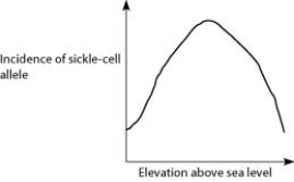 <strong>Anopheles mosquitoes, which carry the malaria parasite, cannot live above elevations of 1,800 metres. In addition, oxygen availability decreases with higher altitude. Consider a hypothetical human population that is adapted to life on the slopes of Mt. Kilimanjaro in Tanzania, a country in equatorial Africa. Mt. Kilimanjaro's base is about 800 metres above sea level and its peak is 5,895 metres above sea level. If the incidence of the sickle-cell allele in the population is plotted against altitude (metres above sea level), which of the following distributions is most likely, assuming little migration of people up or down the mountain?</strong> A) B) C) D)