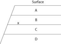   If x indicates the location of fossils of two closely related species, then fossils of their most-recent common ancestor are most likely to occur in which stratum? A)  A B)  B C)  C D)  D