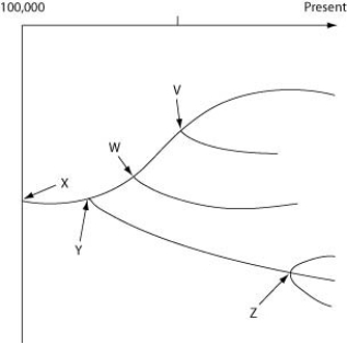 The horizontal axis of the cladogram depicted below is a timeline that extends from 100,000 years ago to the present; the vertical axis represents nothing in particular. The labelled branch points on the tree (V-Z)  represent various common ancestors. Let's say that only since 50,000 years ago has there been enough variation between the lineages depicted here to separate them into distinct species, and only the tips of the lineages on this tree represent distinct species.   In Darwin's tree of life, each fork in the tree represents ________. A)  groups of living organisms B)  groups of extinct organisms C)  the most recent common ancestor of the subsequent branches D)  morphologic gaps in the fossil record