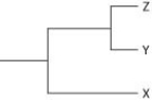 Currently, two of the living elephant species (X and Y)  are placed in the genus Loxodonta, and a third surviving species (Z)  is placed in the genus Elephas. Assuming this classification reflects evolutionary relatedness, which of the following is the most accurate phylogenetic tree? A)    B)    C)    D)   