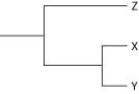 Currently, two of the living elephant species (X and Y)  are placed in the genus Loxodonta, and a third surviving species (Z)  is placed in the genus Elephas. Assuming this classification reflects evolutionary relatedness, which of the following is the most accurate phylogenetic tree? A)    B)    C)    D)   
