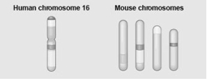   The figure shows a diagram of blocks of genes on human chromosome 16 and the locations of blocks of similar genes on four chromosomes of the mouse. Which of the following statements describes the result of the movement of these blocks? A)  During evolutionary time, these sequences have separated and have returned to their original positions. B)  DNA sequences within these blocks have become increasingly divergent. C)  Sequences represented have duplicated at least three times. D)  Chromosomal translocations have moved blocks of sequences to other chromosomes. 