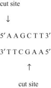 In an experiment, DNA from the linear form of the bacteriophage Lambda was cut into fragments using the restriction enzyme Hind III. Hind III cuts the Lambda DNA between the adenine nucleotides on the complementary strands in a specific sequence, as indicated in the diagram, producing eight different size fragments. These fragments are then separated with an electrical current based on size after the DNA fragments are placed in a porous gel, a process called gel electrophoresis.   Select an observation that best describes a correct aspect of the two processes of restriction Digest and gel electrophoresis. A)  When separated on a gel, the pattern of DNA bands will be characteristic of those cut with Hind III; different restriction enzymes will not produce these same fragments. B)  The sequence 5′-AAGCTT-3′ is found eight times in the Lambda genome, and the restriction enzyme Hind III finds each location. C)  If an electrical current is not used, eight separate DNA bands would be visible, but they would not be separated as much as when an electrical current is used. D)  Only the restriction enzyme Hind III can be used to cut Lambda DNA since restriction enzymes are specific to the type of DNA they can cut. 