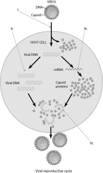    - In the figure, when new viruses are being assembled at the point marked IV, what mediates the assembly? A)  host cell chaperones B)  assembly proteins coded for by the host nucleus C)  assembly proteins coded for by the viral genes D)  no mediator is required; the new viruses self-assemble 