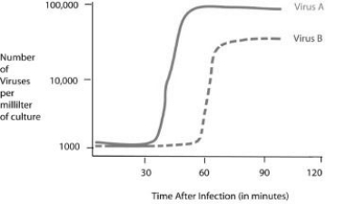   Cells were infected with approximately 1,000 copies of either virus A or virus B at the 0 time point. At five-minute intervals, a sample of the virus and cell mixture was removed. The intact cells were removed from the sample, and the number of viruses per millilitre of culture was determined. -Using the data in the figure, how long does it take for virus B to go through one lytic cycle? A)  15 minutes B)  30 minutes C)  45 minutes D)  60 minutes 