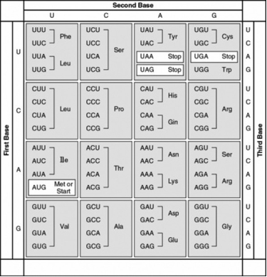 <strong>The following question refers to this table of codons.   Refer to the figure. Which of the triplets below is a possible anticodon for a tRNA that transports proline to a ribosome?</strong> A) 3′-UUC-5′ B) 3′-CCG-5′ C) 3′-GGC-5′ D) 3′-CCC-5′ <div style=padding-top: 35px> 